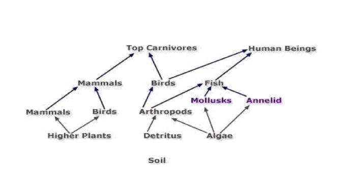 Using An Example Describe A Food Web